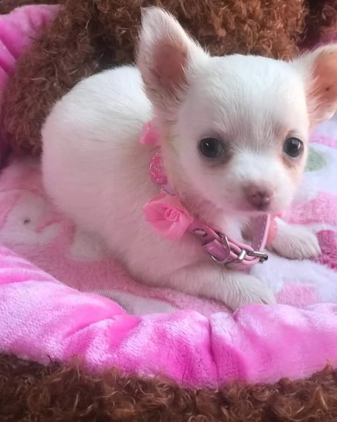 cuccioli di chihuahua