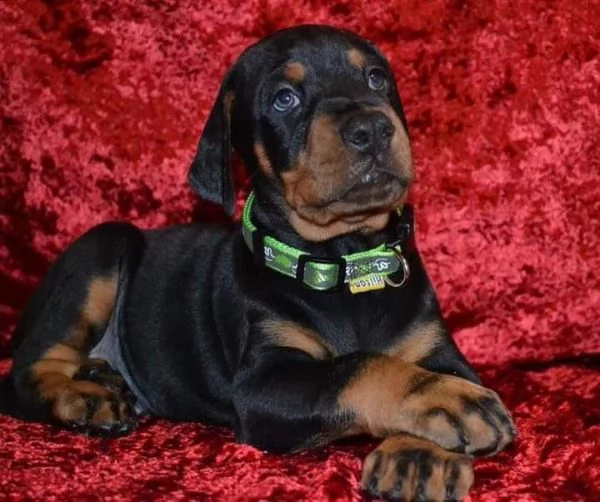 cuccioli di doberman