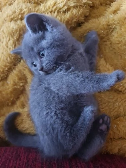 splendidi cuccioli di certosino | Foto 0