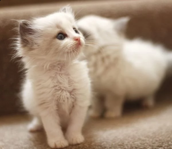 ragdoll blue e seal point