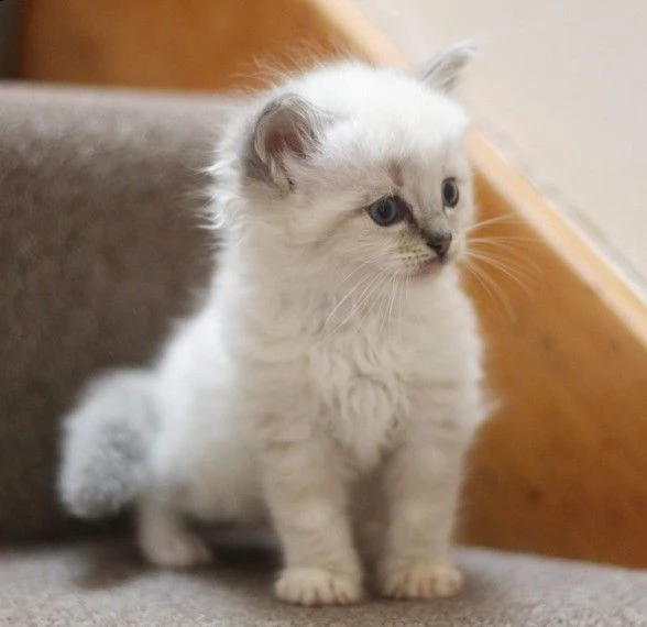 ragdoll blue e seal point | Foto 0