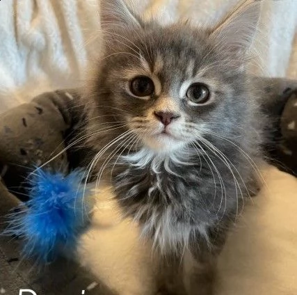 maine coon gattini di razza pura