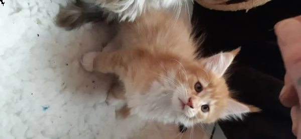 maine coon gattini di razza pura | Foto 1