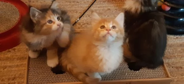 maine coon gattini di razza pura | Foto 0