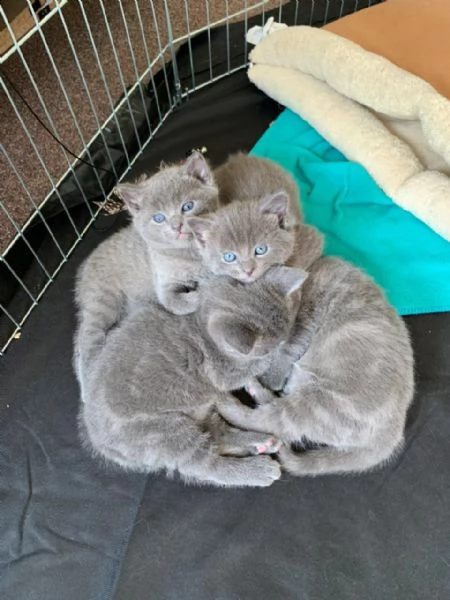 bellissimi blu di russia | Foto 0