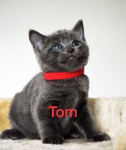 bellissimi blu di russia