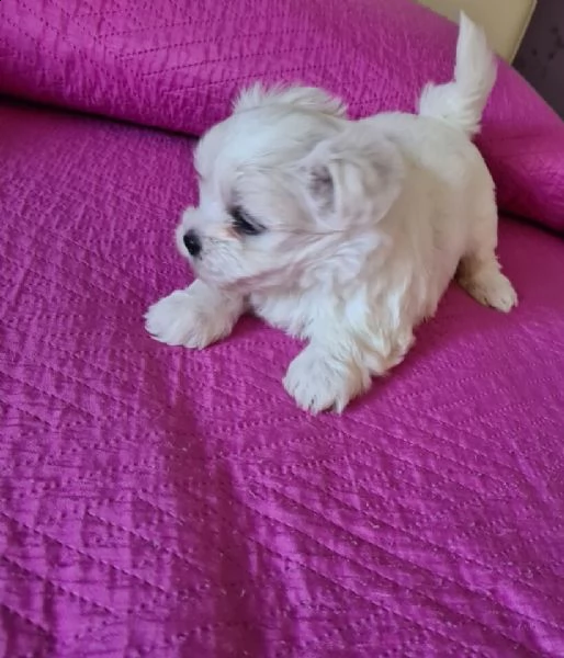 maltesi maschi disponibili di quasi 66gg