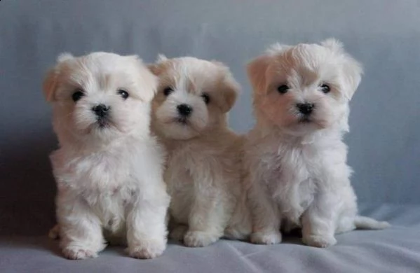 cedo cucciolo di maltese mini toy buonissimo 