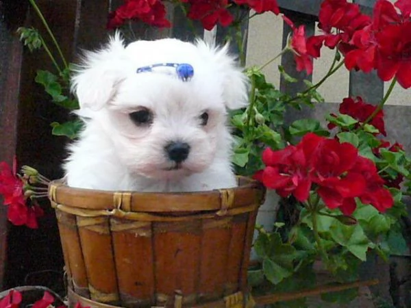 cucciolo di maltese mini toy dolcissimo selezionatissimo