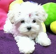 cucciolo di maltese mini mini toy dolcissimo intrigantissimo