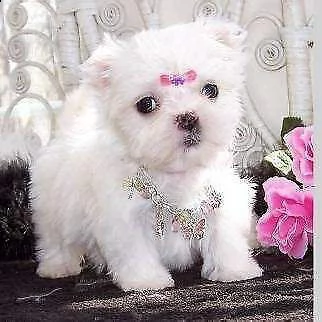 cucciolo di maltese mini toy bellissimi tenerissimi e originalissimi 
