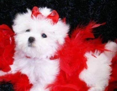 cucciolo di maltese mini mini toy dolcissimo tranquillissimo 