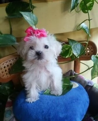 favolosi cuccioli di bianchissimi e coccolosissimi cuccioli di maltese mini,