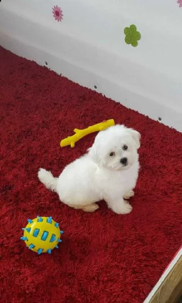 dispongo di bellissimi cuccioli di razza maltese.