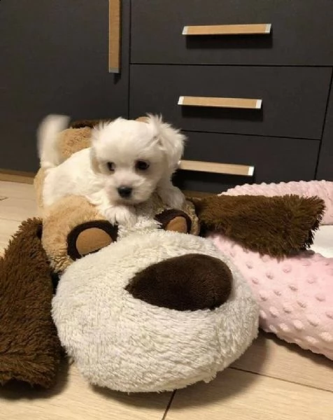 splendidi cuccioli di maltese mini toy. 