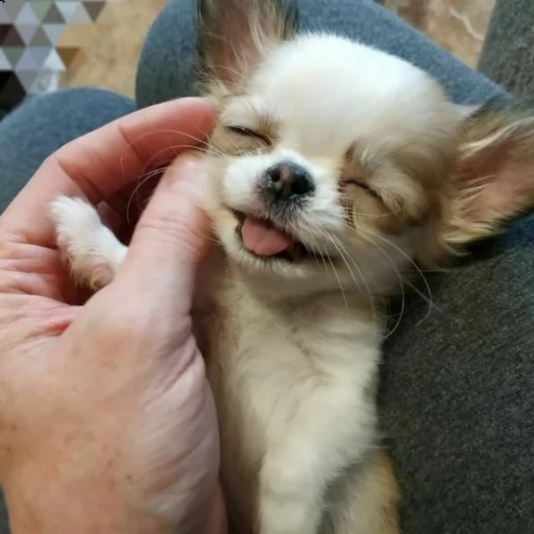 cuccioli di chihuahua toy visibili e disponibili hanno 70 giorni