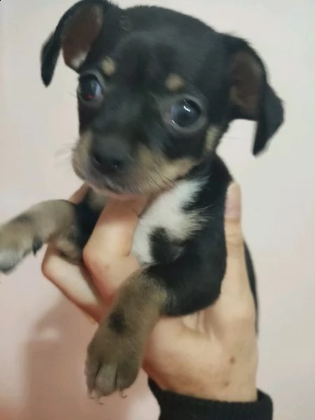 chihuahua femmina