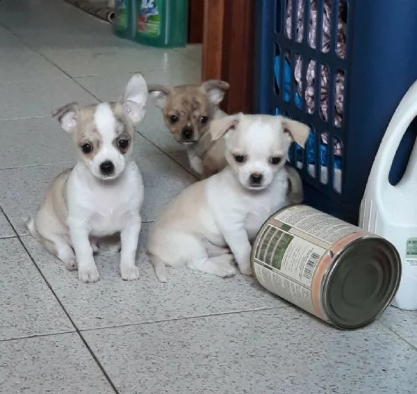 cuccioli di chihuahua disponibili..hanno 2 mesi 