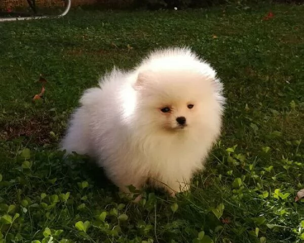 abbiamo la possibilità di vendere dei utilissimi cucciolini di spitz di pomerania