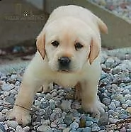 cediamo cucciolo di labrador tenerissimi e molto vivacissimi