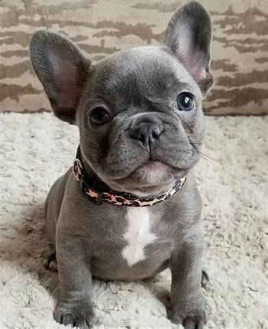 cuccioli di bulldog francese