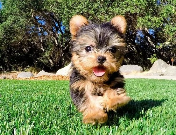  cuccioli di yorkshire 