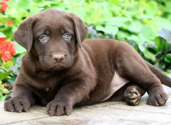 labrador 