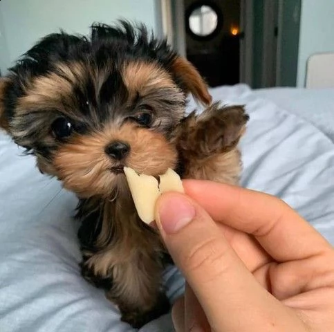 yorkshire terrier 