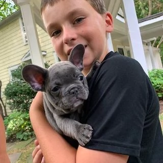  vendita bouledogue francese bulldog | Foto 1
