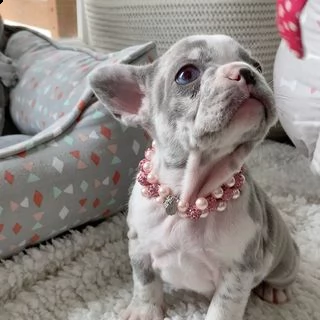  vendita bouledogue francese bulldog | Foto 0