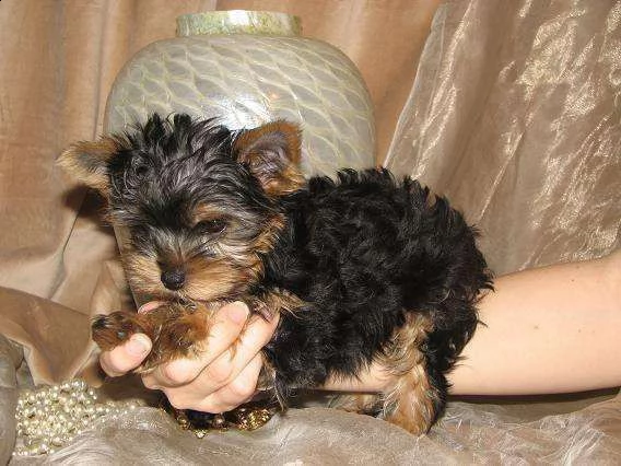 cucciole di yorkshire mini toy morbidissimi tenerissimi e tranquillissimi 