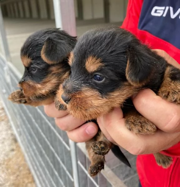 cuccioli di sviziosissimi cuccioli di yorkshire ty, di tre mesi,
