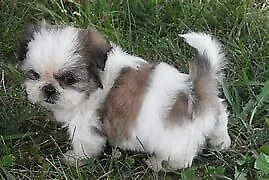 cucciolo di shitzu mini toy dolcissimo inteligentissimo e sanissimo