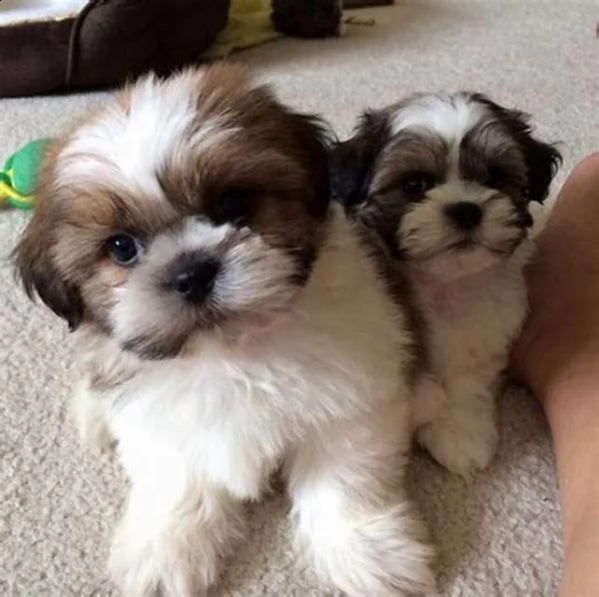 bellissimo cucciolo di shitzu mini toy