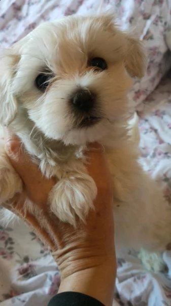 cuccioli sverminati vaccinati due mesi si cedono con libretto 