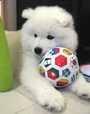 vendita cucciolo di samoiedo maschio e femmina