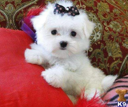 cucciolo di maltese mini toy dolcissimi inteligentissimi
