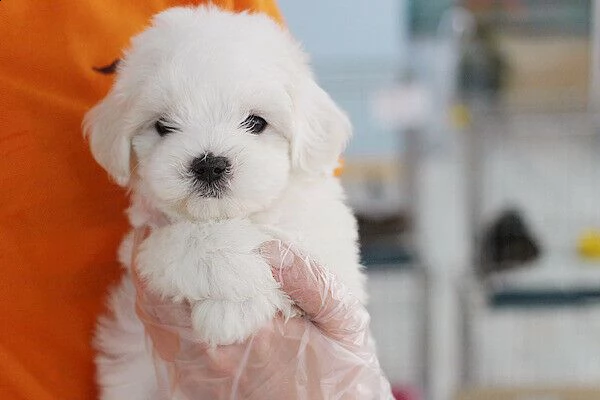 cucciolo di maltese mini toy perfettissimo intrigantissimo 