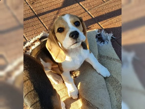 vendita di cuccioli di beagle registrati di razza pura.