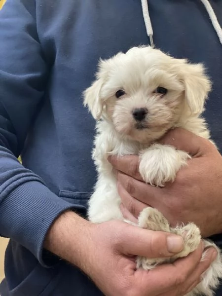 maltese nano