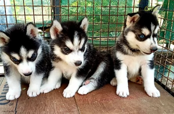  2 maschio e femmina siberian husky cuccioli