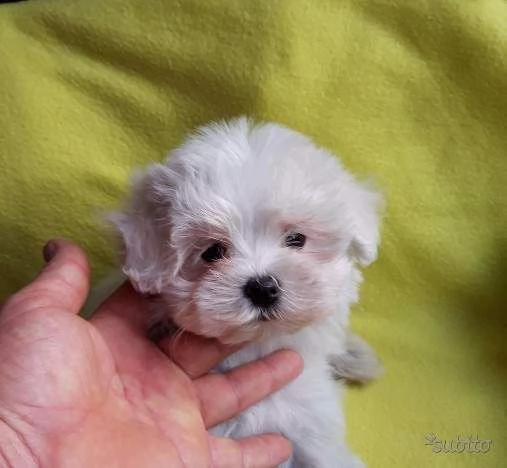 abbiamo a disposizione fantastici cuccioli di maltese toy, 