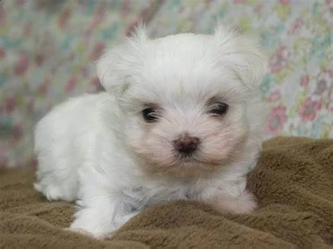cucciolo di maltese mini toy buonissimo bravissimo e dolcissimo di 70 giorni 