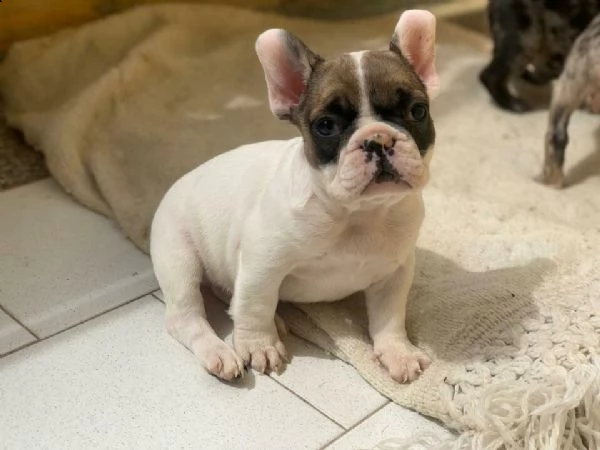 disponibile da subito bellissimo esemplare di bulldog francese
