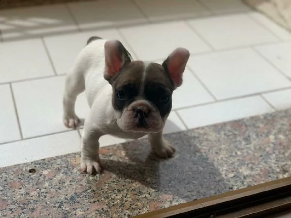 spettacolari cuccioli di bulldog francese, di 90 giorni,