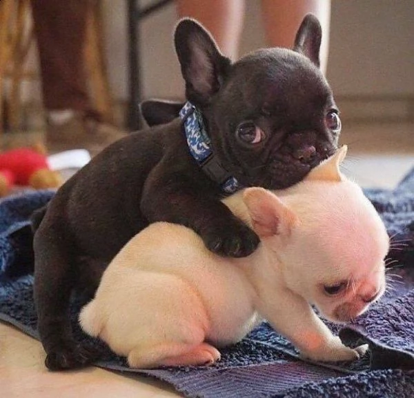 ammalianti e coccolosi, già pronti per essere venduti, cucciolotti di bulldog francese,