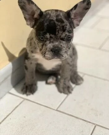 bulldog francese maschio possibilità di consegna