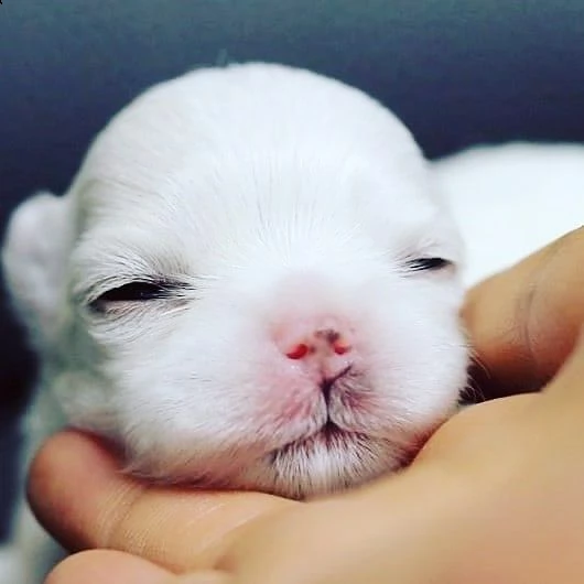 adorabili cuccioli maltesi | Foto 0