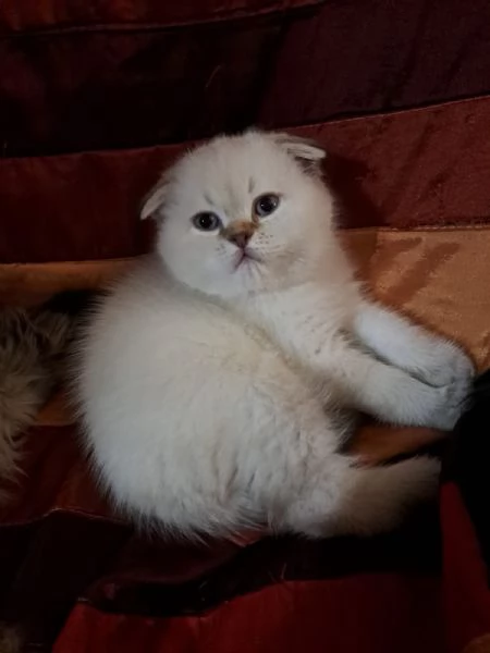Scottish fold 