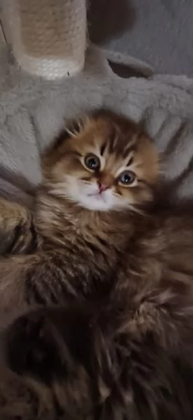 Scottish fold  | Foto 0